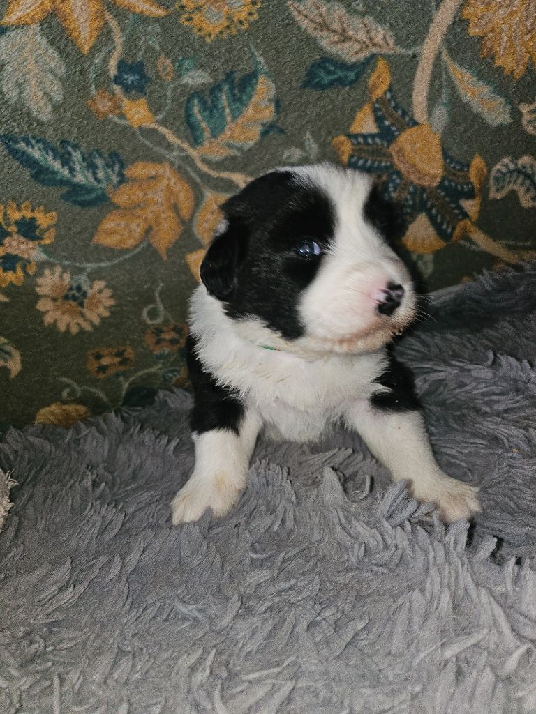 De La Vie En Couleur - Chiots disponibles - Bearded Collie