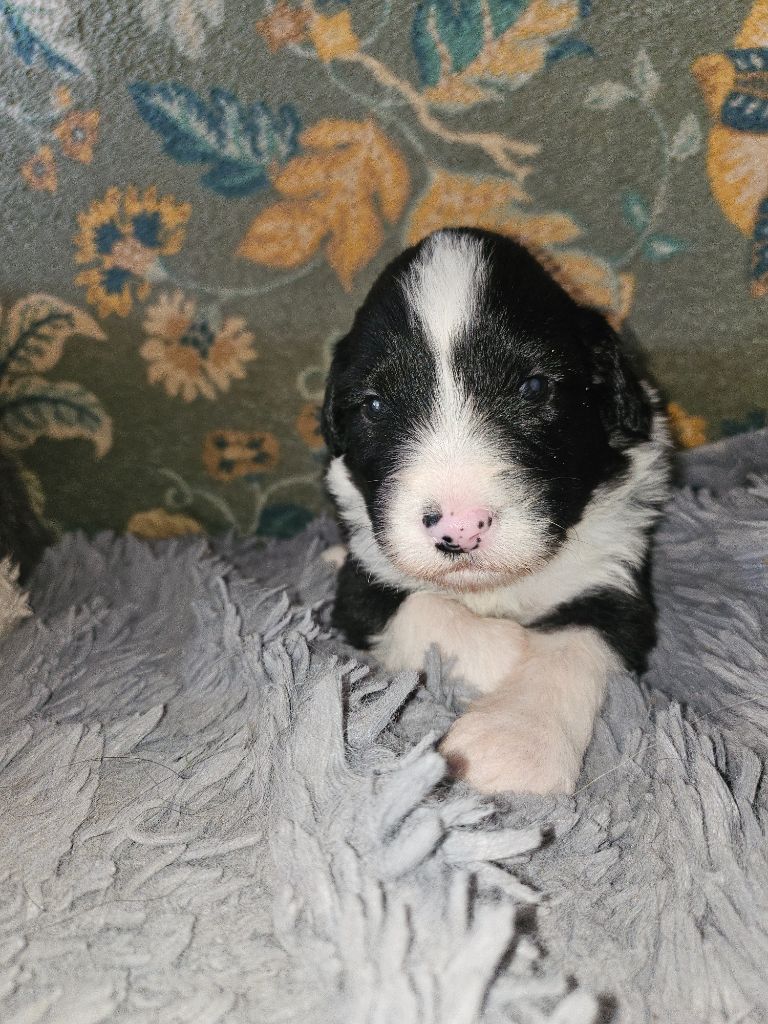 De La Vie En Couleur - Chiots disponibles - Bearded Collie