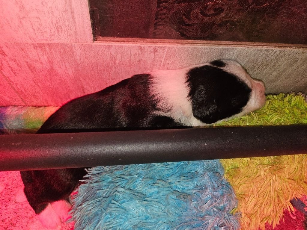 De La Vie En Couleur - Chiots disponibles - Bearded Collie